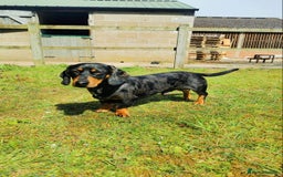 Dachshund dogs for sale: Stunning Miniature Dachshund Pups - Image 14