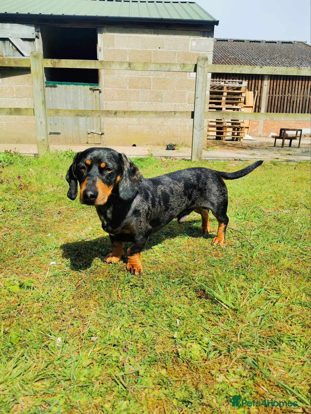 Dachshund dogs for sale: Stunning Miniature Dachshund Pups - Image 14
