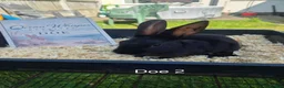 Rex rabbits for sale: Beautiful Mini Rex Baby Bunnies 2 Stunning Litters - Advert 12