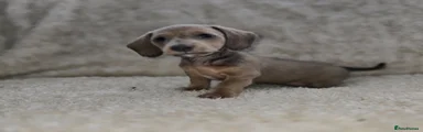 Miniature Dachshund Puppy 10