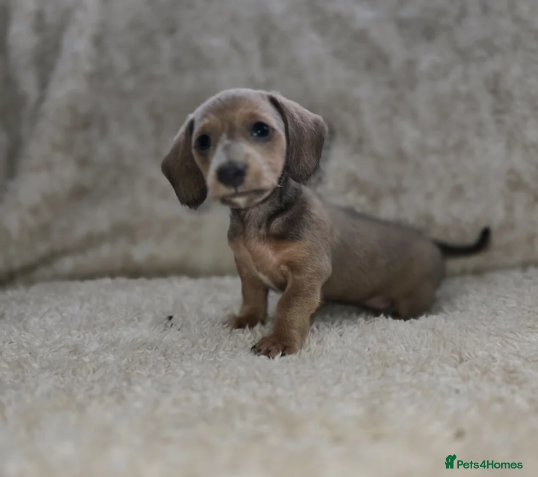 Miniature Dachshund dogs for sale: Minature Daschunds - Advert 2