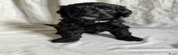 Mini Goldendoodle dogs for sale: F1 Miniature Goldendoodles   - Advert 22