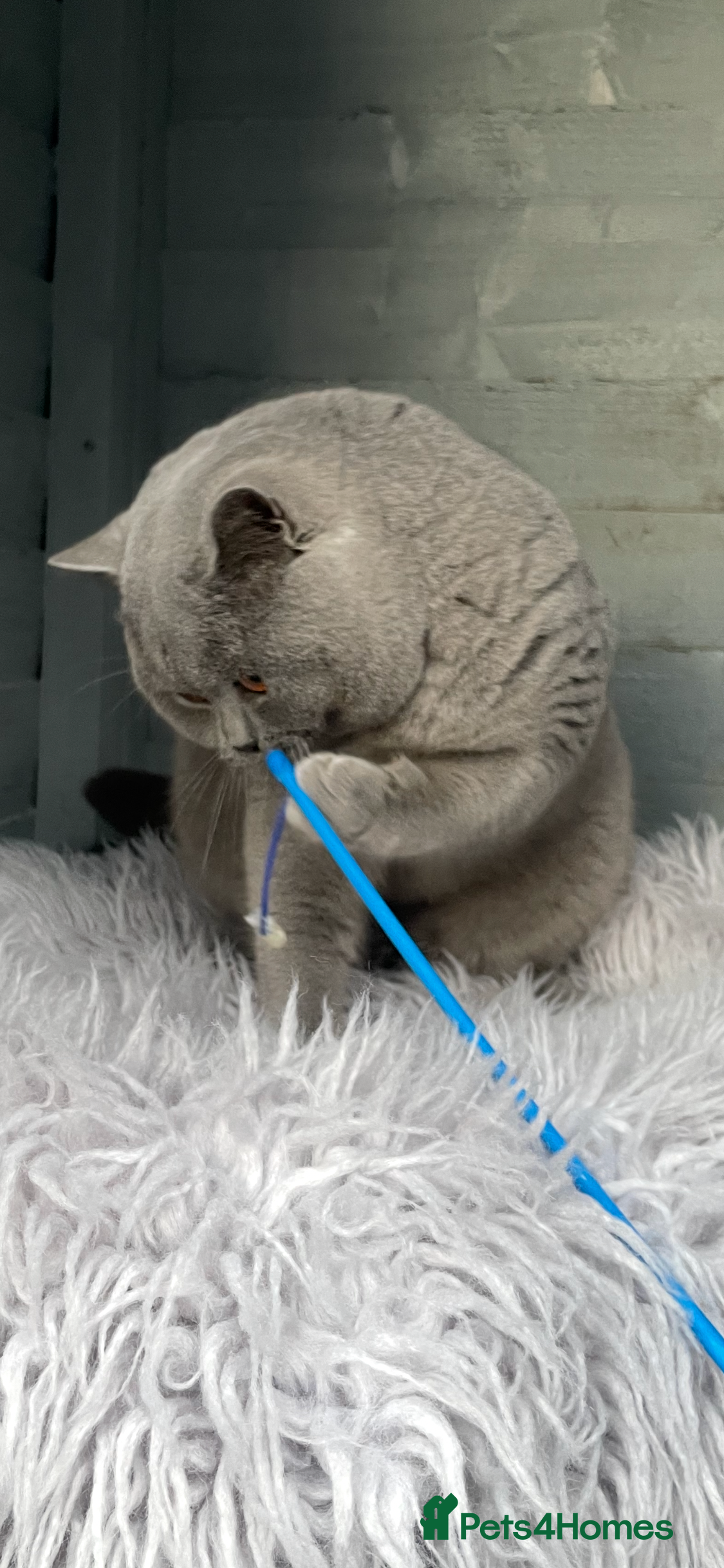 British Shorthair cats 🏆GCCF BLUE BOY CHAMPION 🏆 - Advert 1