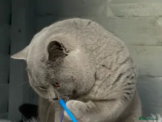 British Shorthair cats 🏆GCCF BLUE BOY CHAMPION 🏆 - Advert 7