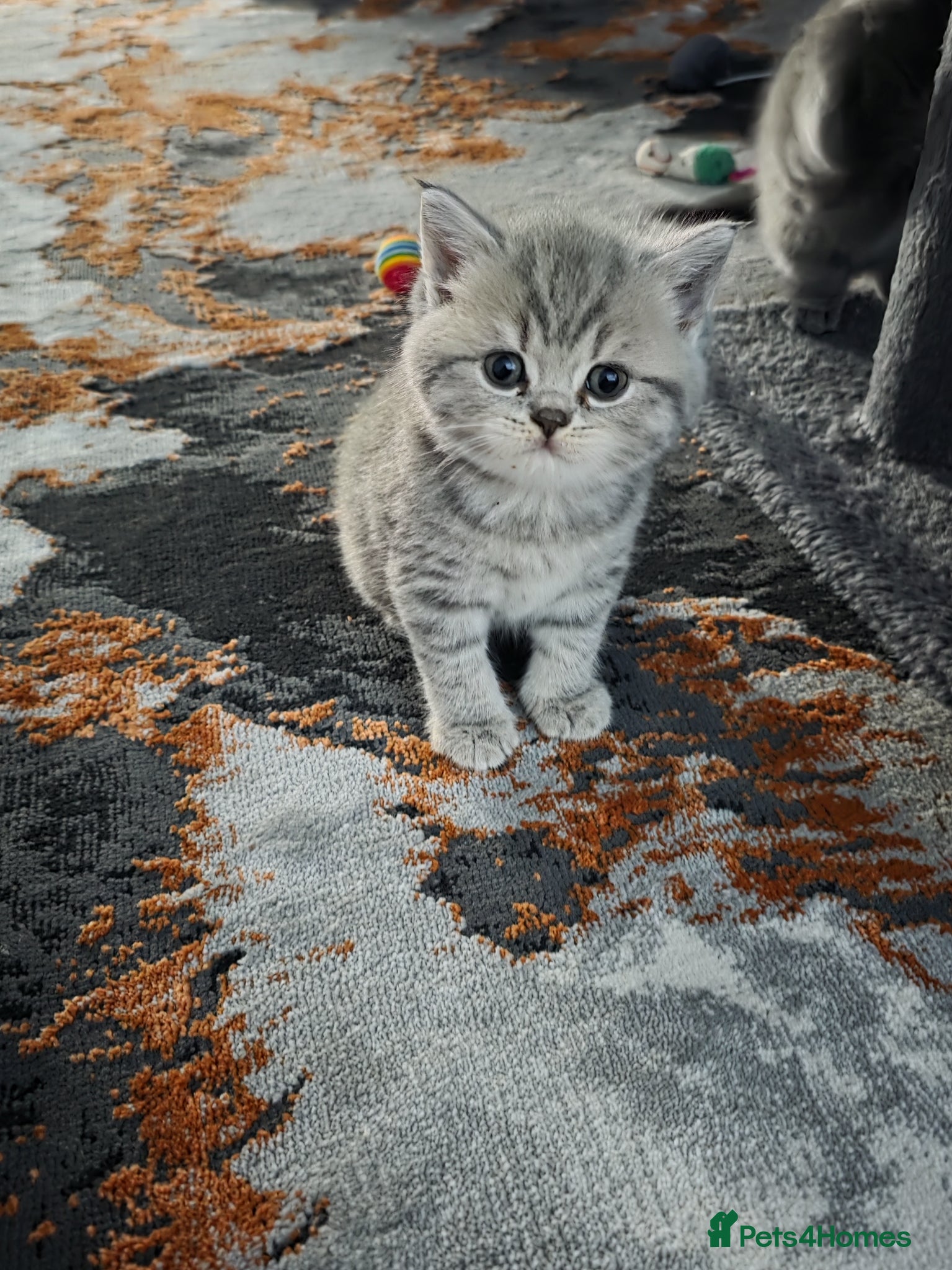British Shorthair cats British shorthair kittens - Advert 6