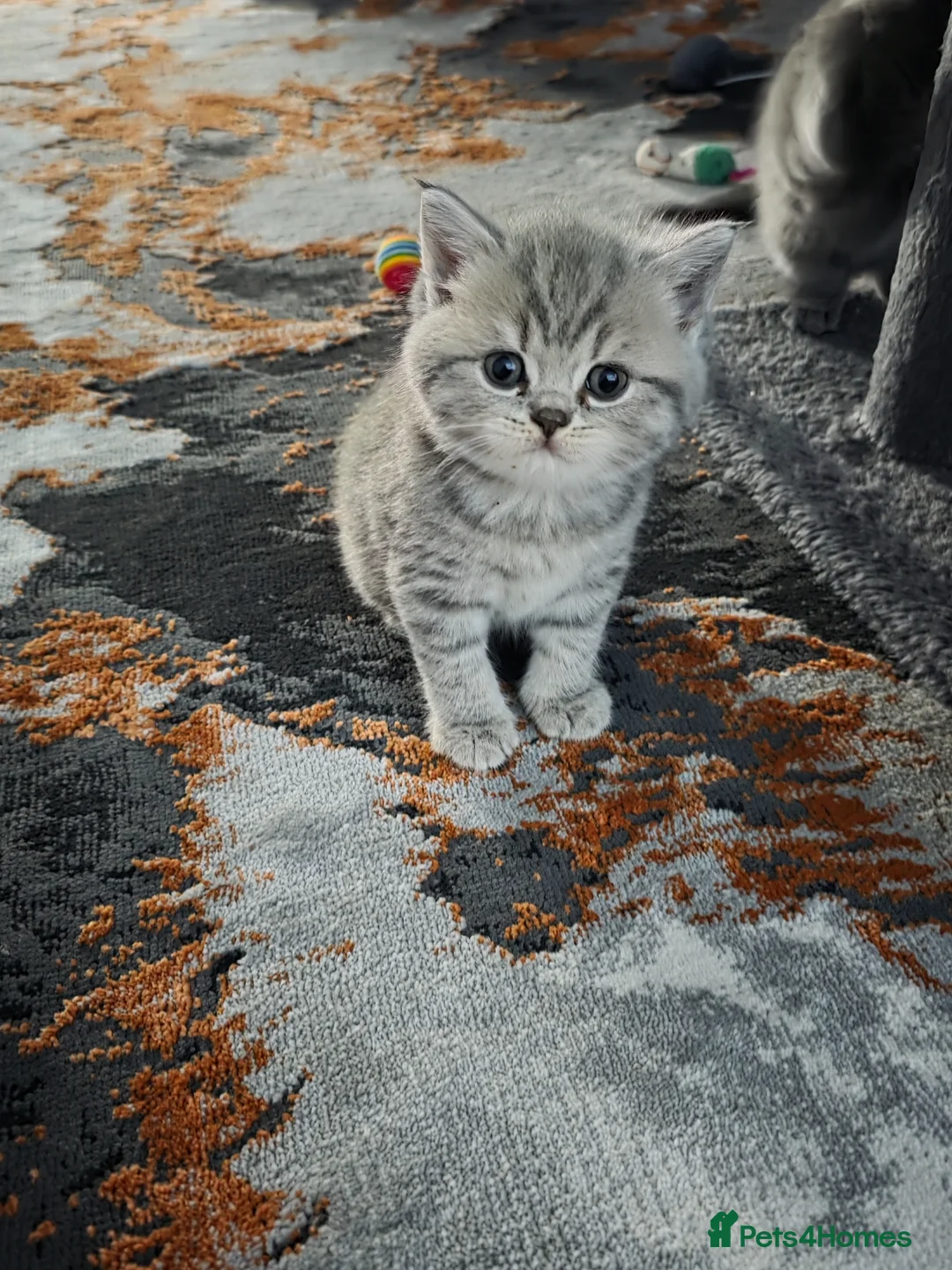 British Shorthair cats for sale: British shorthair kittens - Advert 1