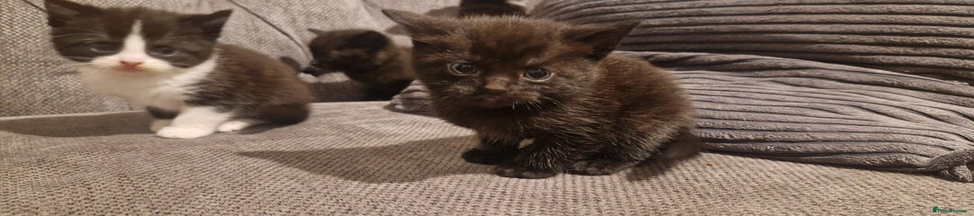 Mixed Breed Kitten 2