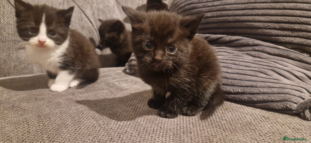 Mixed Breed cats for sale: 5 cute kittens, good natured mum needing homes  - Image 8