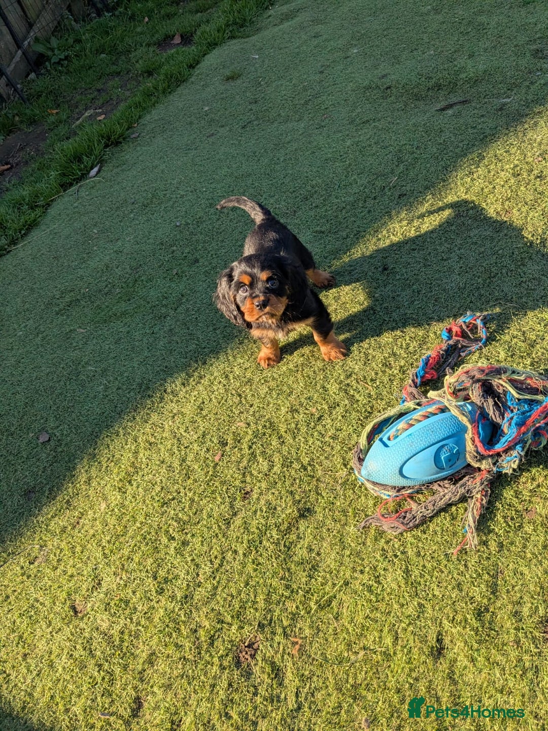 Cavalier King Charles Spaniel dogs for sale: Stunning pups- ready now - Advert 4