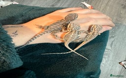 Bearded Dragon reptiles for sale: Bearded Dragon Babies - Advert 6