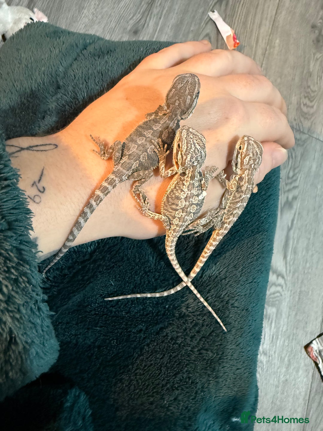 Bearded Dragon reptiles for sale: Bearded Dragon Babies - Advert 6