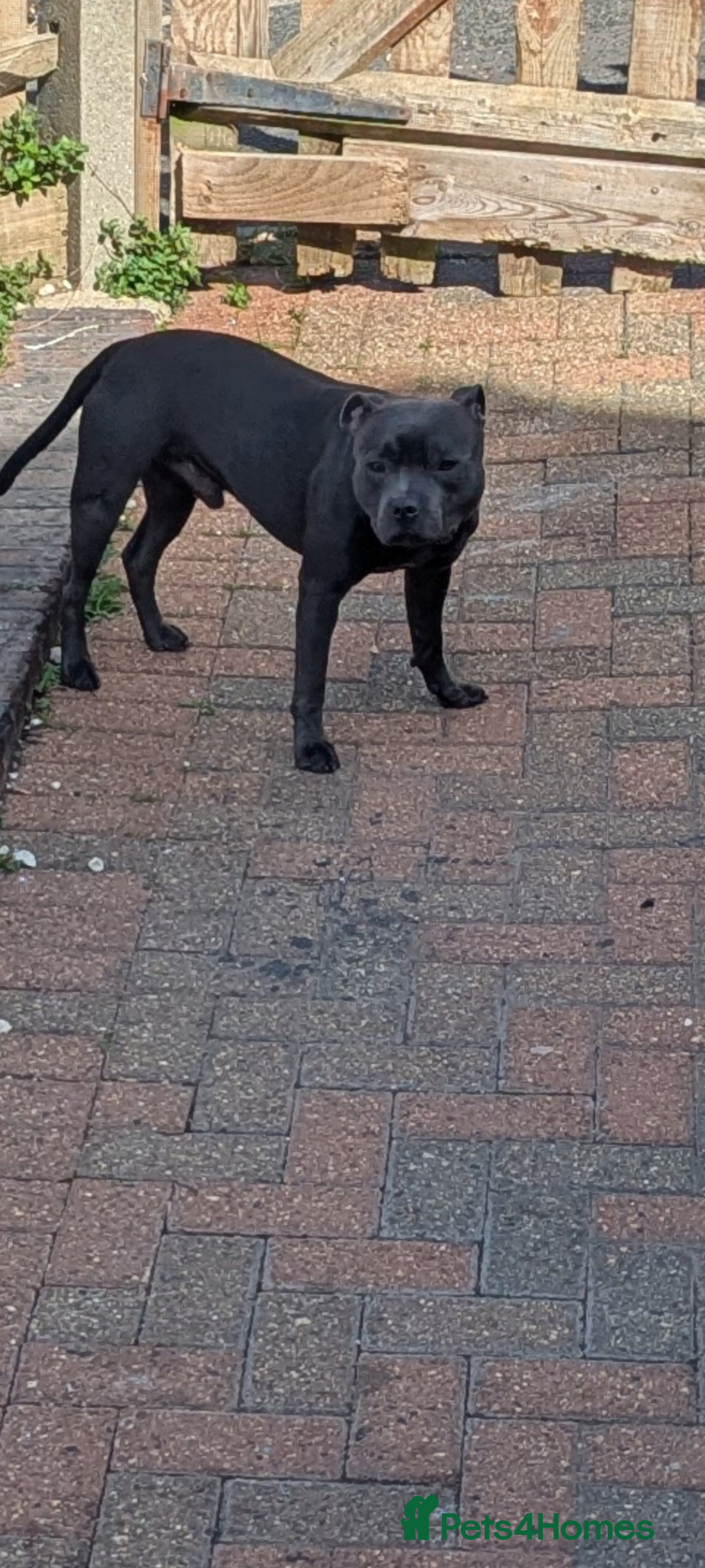 Staffordshire Bull Terrier dogs for sale: Blue staff for sale  - Image 3