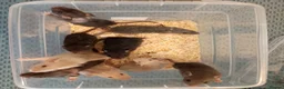 Rat rodents for sale: Beautiful litter of mixed rat babies  - Advert 2