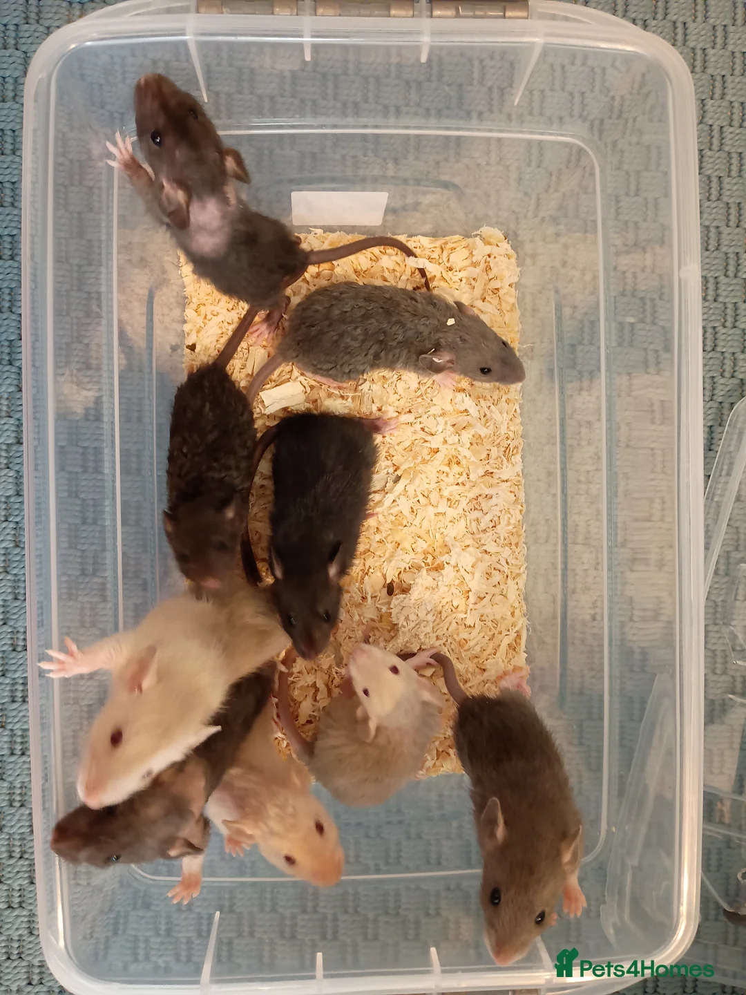 Rat rodents for sale: Beautiful litter of mixed rat babies  - Advert 2