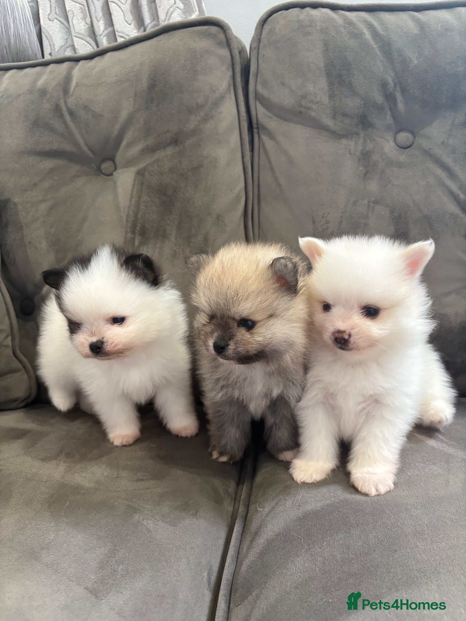 Pomeranian dogs 🐾 KC Registered Pomeranian Puppies 🐾 - Advert 2