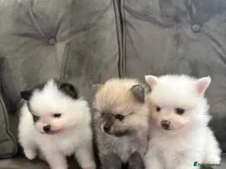 Pomeranian dogs 🐾 KC Registered Pomeranian Puppies 🐾 - Advert 6