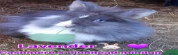 Cashmere Lop rabbits for sale: MALE & FEMALE CASHMERE x LIONHEAD MINILOPS+HUTCH - Advert 2