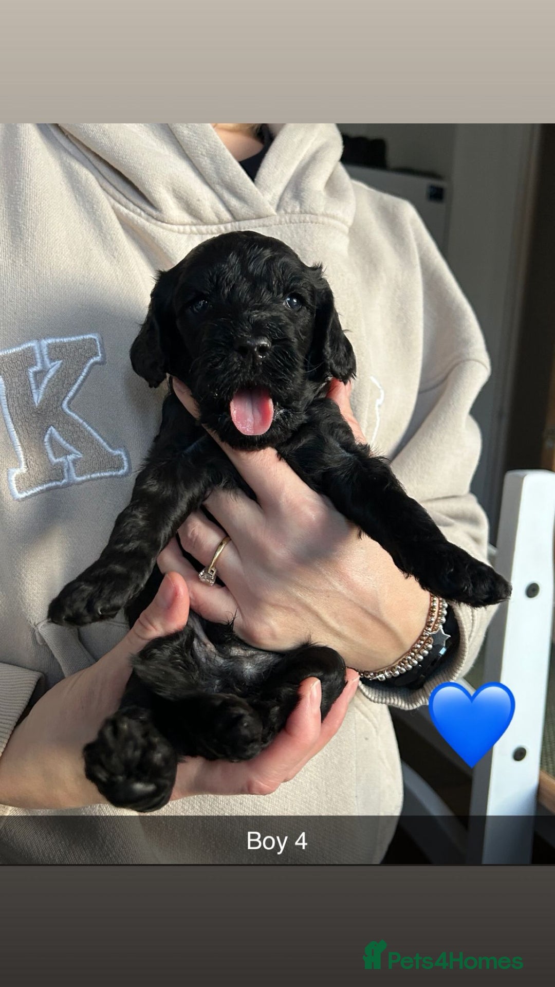 Cockapoo dogs for sale: 🖤BEAUTIFUL COCKAPOO FOR SALE🖤 - Advert 31