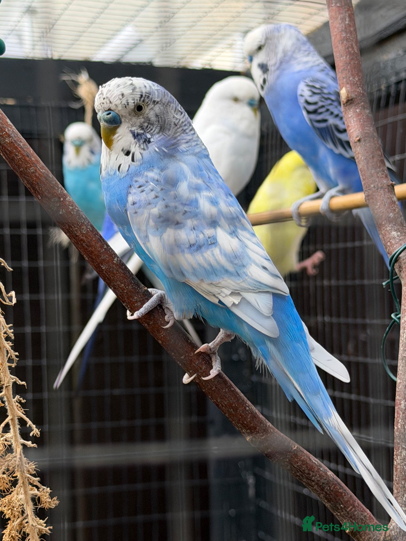 Budgerigars birds Male budgies - Advert 2