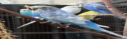 Budgerigars birds for sale: Male budgies in Bury Saint Edmunds - Advert 1