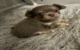 Chihuahua dogs for sale: KC LONG COAT CHIHUAHUA’S - Image 7