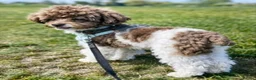 Toy Poodle dogs for sale: Waiting List Now Open – Luxury Asian Poodle Pups - Advert 3