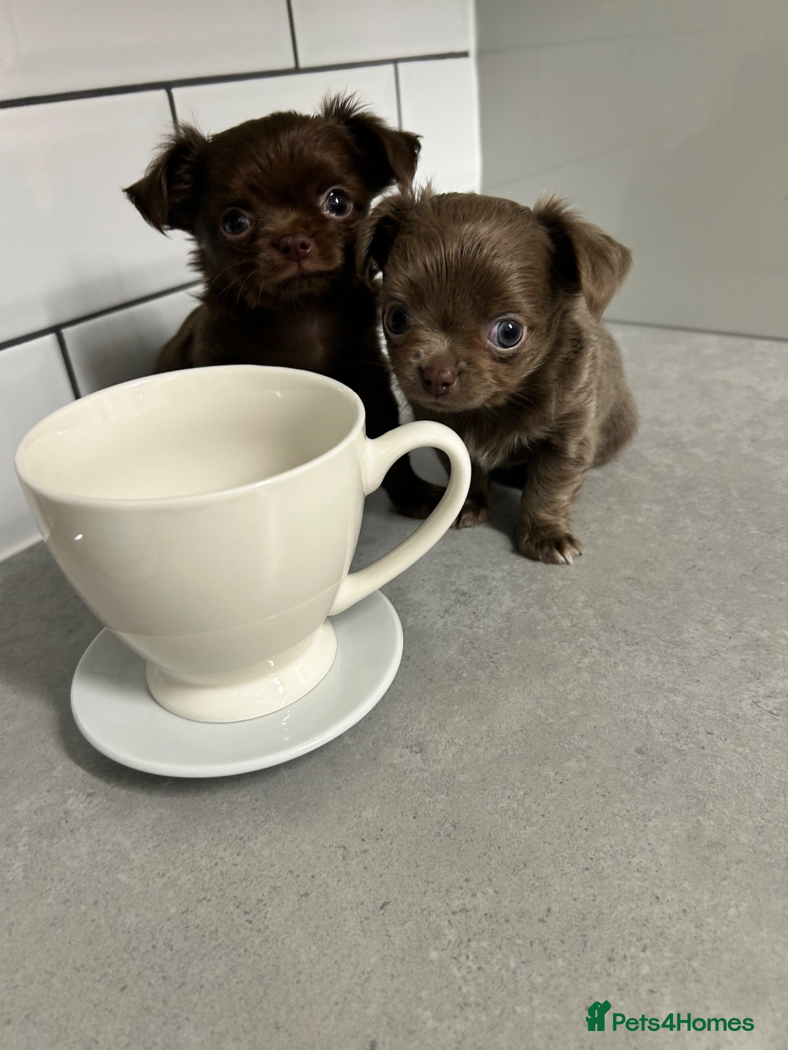 Chihuahua dogs Precious  **  Chelsea Chihuahuas  - Advert 1