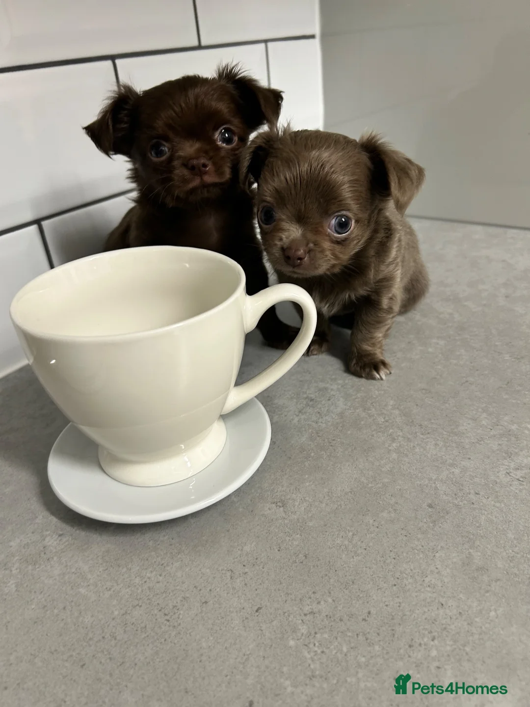 Chihuahua dogs for sale: Precious Tiny Chelsea Chihuahuas  - Advert 1
