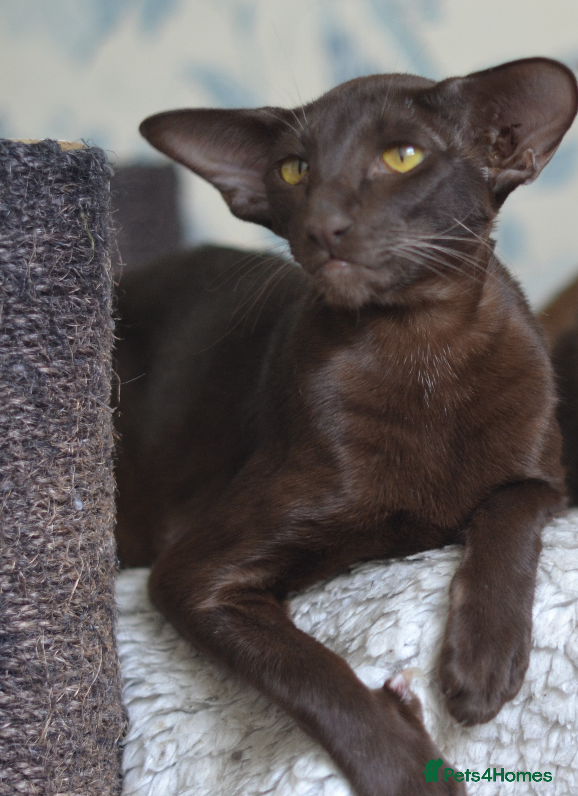 Oriental cats Adult chocolate oriental girl is looking for home - Advert 19