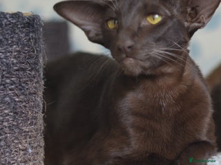 Oriental cats Adult chocolate oriental girl is looking for home - Advert 3