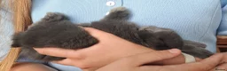 Mini Lop rabbits for sale: Adorable mini lop baby bunnies - Advert 5