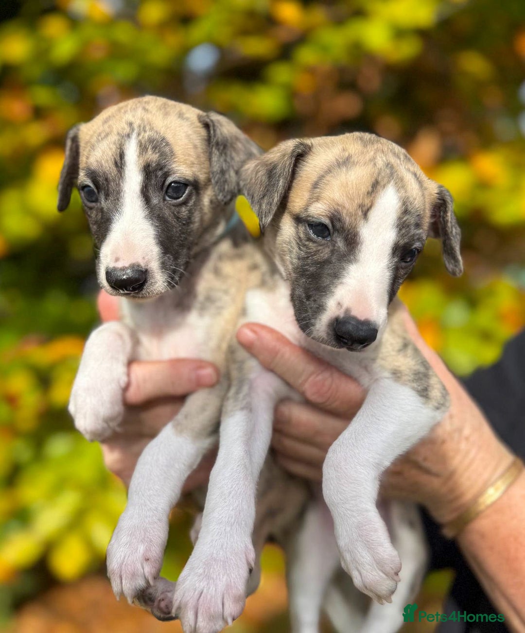 Whippet dogs for sale: Whiptaridge Whippet boys  - Advert 7