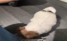 Mixed Breed dogs for sale: Female shih tzu cross yorkie  - Advert 5