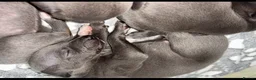 Whippet dogs for sale: KC blue whippet puppies  - Advert 8