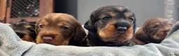 Dachshund dogs for sale: Stunning Kc standard wirehaired  - Advert 19