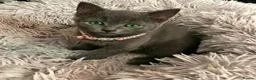 Russian Blue cats for sale: Russian blue beautiful babies - Advert 1