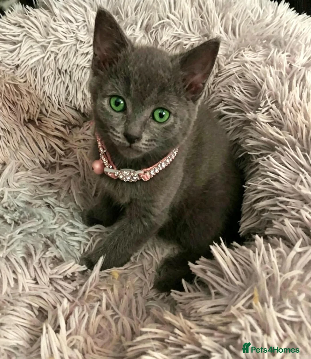 Russian Blue cats for sale: Russian blue beautiful babies - Advert 1