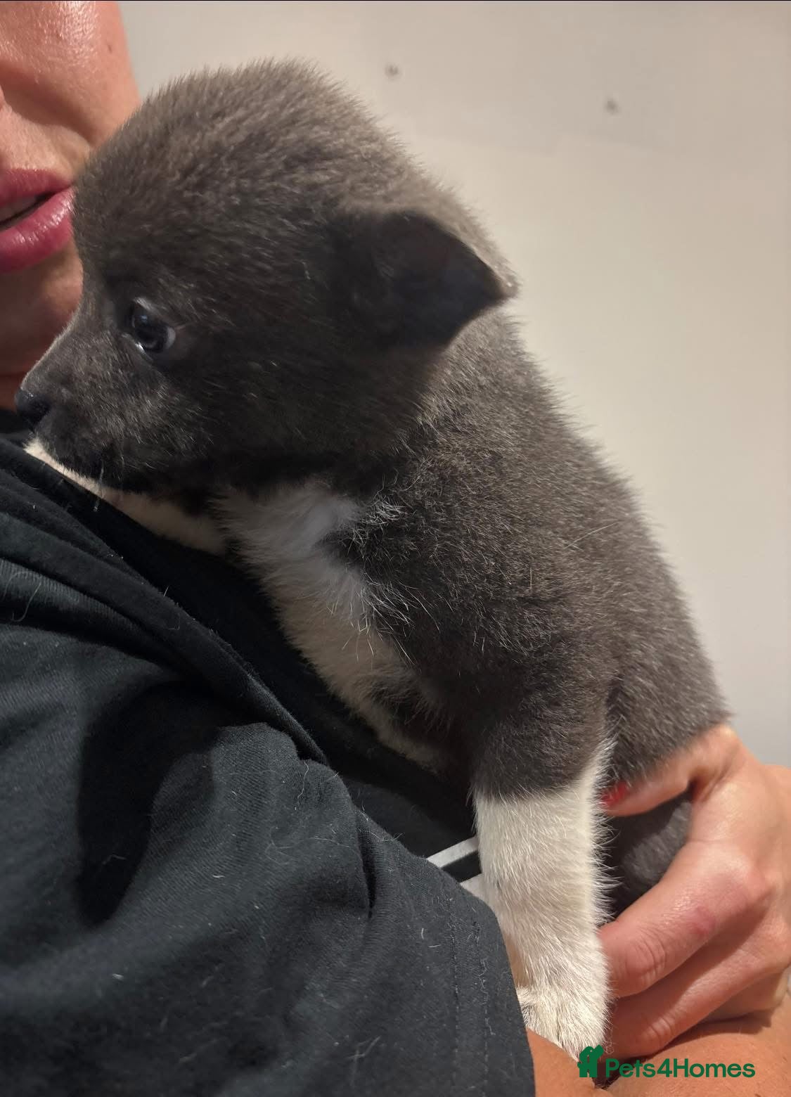 Mixed Breed dogs Pomeranian X Pocket Bully  - Advert 18