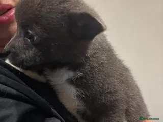 Mixed Breed dogs Pomeranian X Pocket Bully - Advert 18