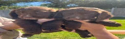 Cocker Spaniel dogs for sale: Beautiful pure bread cocker spaniel puppies  - Advert 6