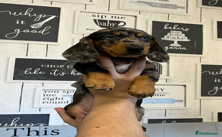 Miniature Dachshund dogs - Advert 3