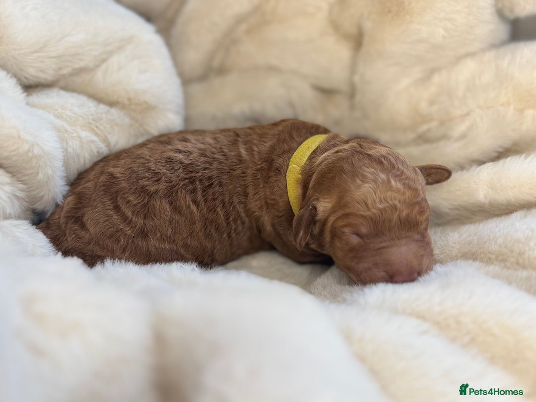 Mini Goldendoodle dogs for sale: Miniature Goldendoodle F1b Puppies - Advert 17