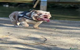 English Bulldog dogs for stud: Grizzly ready to stud  - Image 3