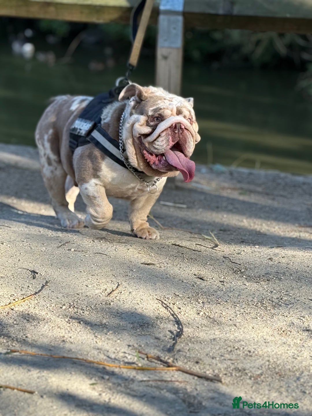 English Bulldog dogs for stud: Grizzly ready to stud  - Image 3
