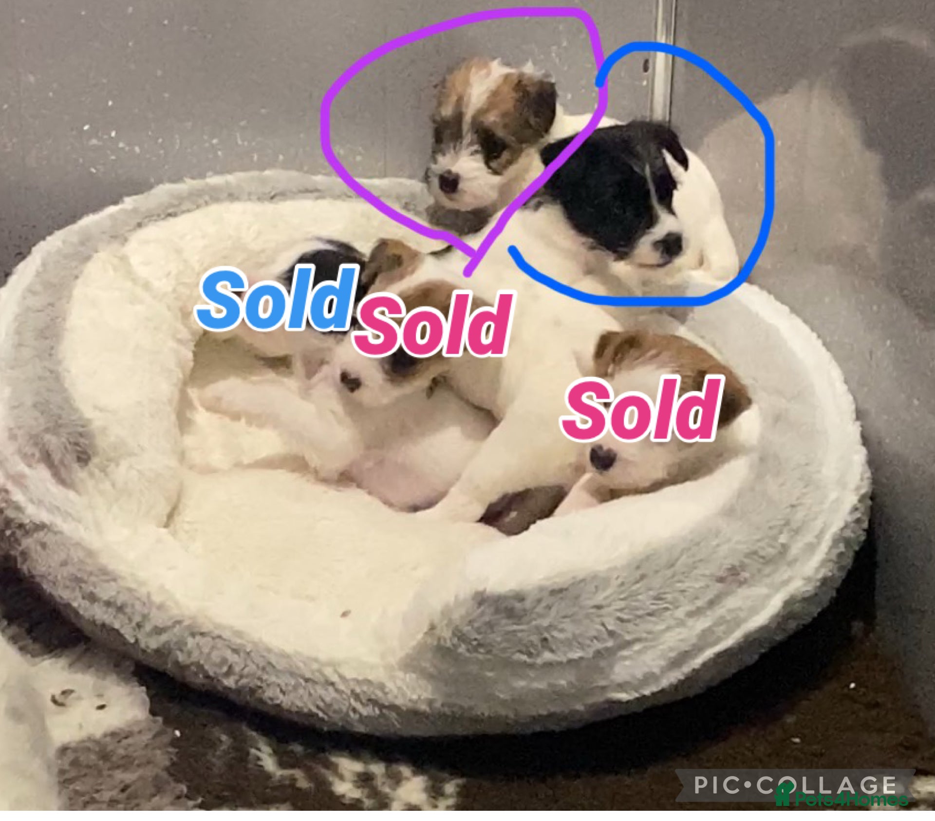 Parson Russell dogs Kc Champion Bred Parson Pups Crufts winning lines  - Advert 1