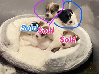 Parson Russell dogs Kc Champion Bred Parson Pups Crufts winning lines - Advert 1