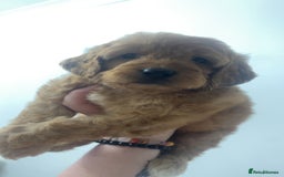 Cockapoo dogs for sale: Health tested cockapoo puppies for sale - Image 7