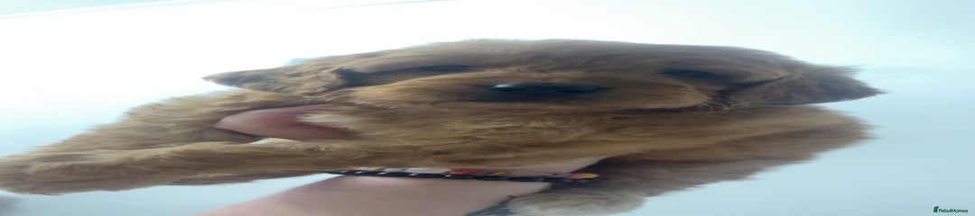 Cockapoo Puppy 2