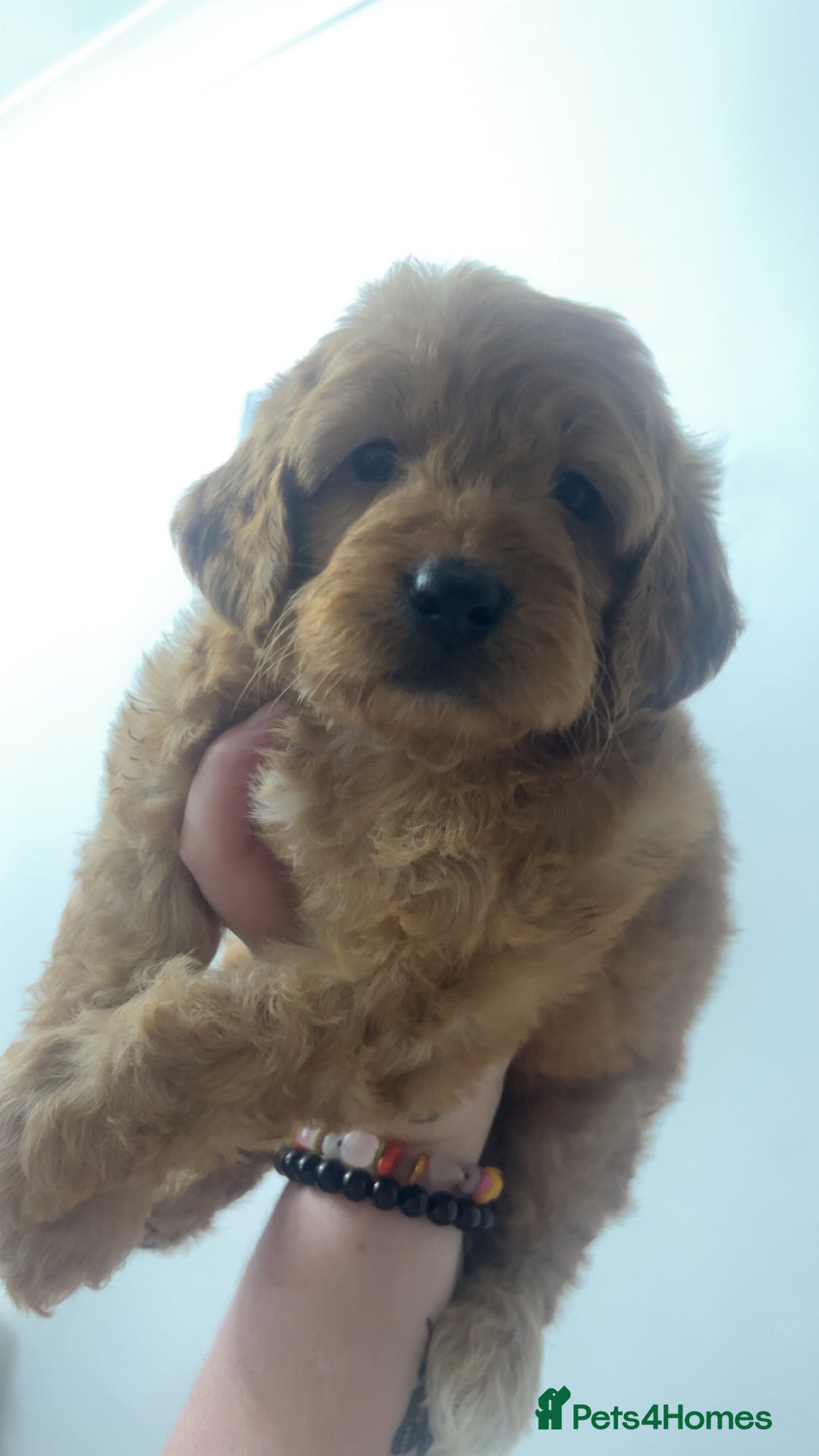 Cockapoo dogs for sale: Health tested cockapoo puppies for sale - Image 7