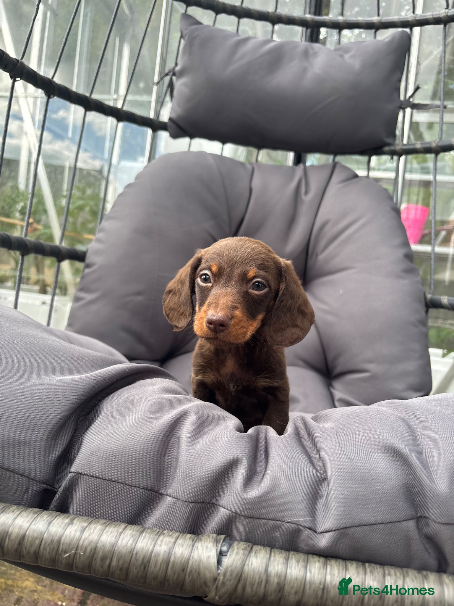 Miniature Dachshund dogs 🟤 4 x beautiful dachshund puppy’s for sale🟤 - Advert 6